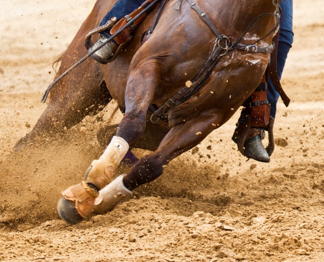 Daventry Equine Appraisal Services