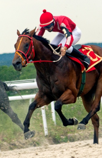 Daventry Equine Appraisal Services